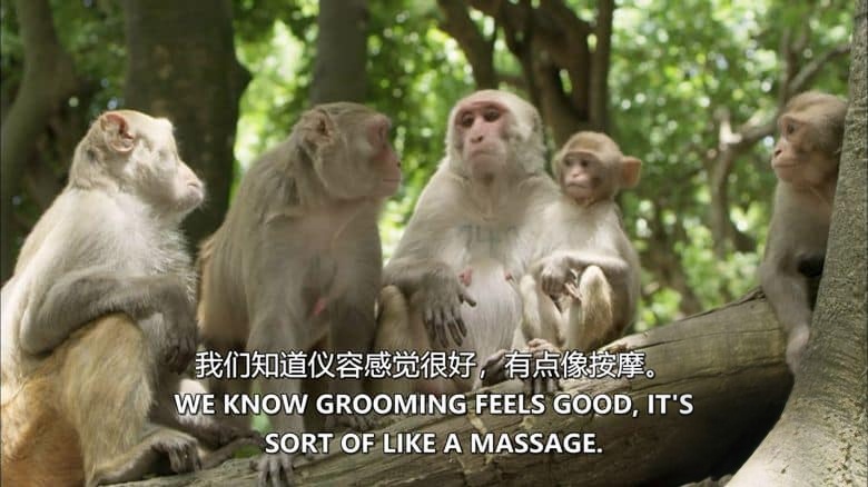 PBS纪录片《奇特的动物伙伴 Animal Odd Couples 2013》英语中英双字 无水印纯净版 1080P/MKV/4.57G 怪异动物伴侣插图3