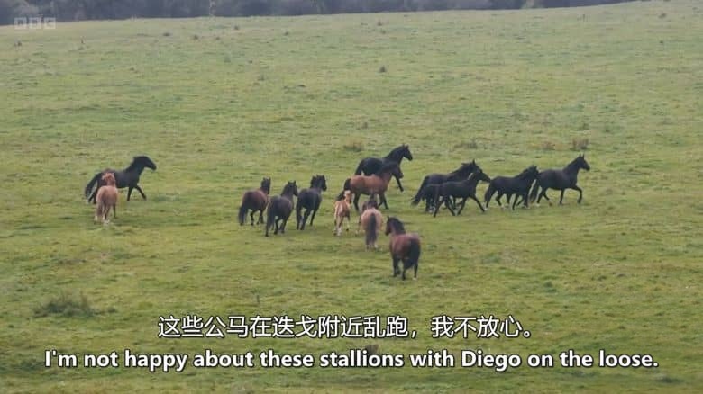 BBC纪录片《荒野奔马:落基山与我 Wild Horses, the Rockies and Me 2025》英语中英双字 无水印纯净版 1080P/MKV/1.14G 落基山野马插图4 BBC纪录片《荒野奔马:落基山与我 Wild Horses, the Rockies and Me 2025》英语中英双字 无水印纯净版 1080P/MKV/1.14G 落基山野马插图4