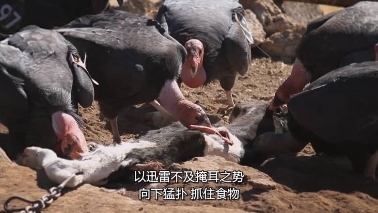 国家地理《美国动物百科 United States of Animals 2016》全12集 多国语言多国字幕 无水印纯净版 720P/MKV/10.8G 美国野生动物插图6