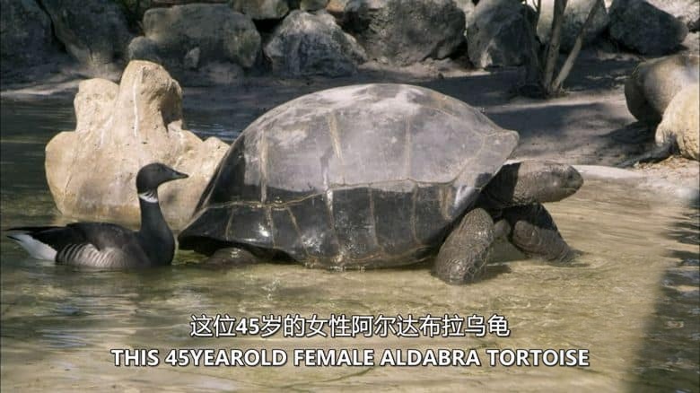 PBS纪录片《奇特的动物伙伴 Animal Odd Couples 2013》英语中英双字 无水印纯净版 1080P/MKV/4.57G 怪异动物伴侣插图5
