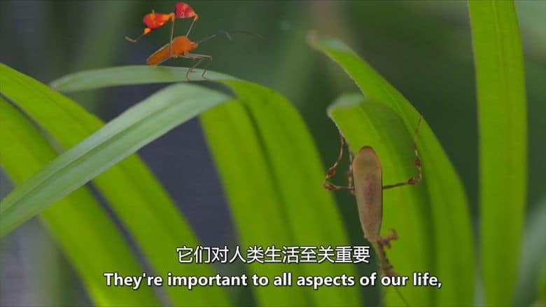 美国纪录片《虫临天下 Bugs That Rule the World 2025》第一季全4集 英语中英双字 无水印纯净版 1080P/MKV/7.28G 统治世界的虫族插图1