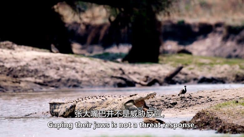 国家地理《卡塔维 – 非洲的堕落天堂 Katavi – Africa’s Fallen Paradise 2024》全3集 英语中英双字 无水印纯净版 1080P/MKV/12.3G插图7