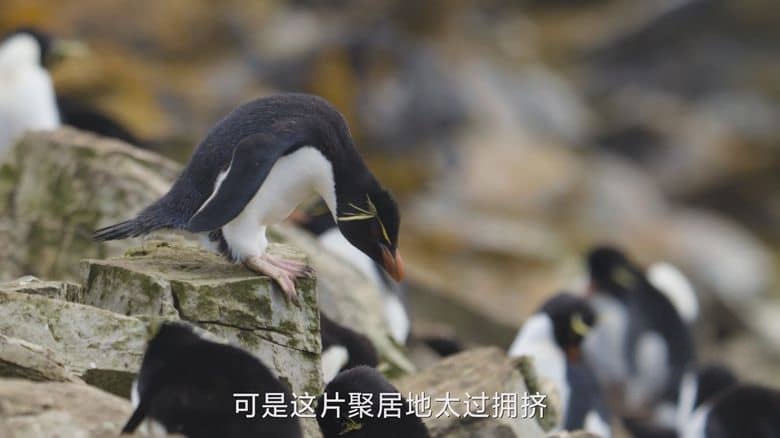 国家地理《企鹅秘境 Secrets of the Penguins 2025》全3集 英语中英双字 无水印纯净版 1080P/MKV/17.6G 企鹅之谜插图7 国家地理《企鹅秘境 Secrets of the Penguins 2025》全3集 英语中英双字 无水印纯净版 1080P/MKV/17.6G 企鹅之谜插图7