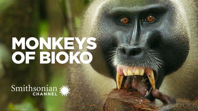 史密森尼频道《比奥科失落之王 Lost Kings Of Bioko 2019》英语中英双字 无水印纯净版 1080P/MKV/3.32G 中非灵长类之王插图