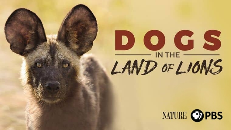 PBS纪录片《群狗逐狮 Dogs in the Land of Lions 2018》英语中英双字 1080P/MP4/2.15G 津巴布韦野狗插图1