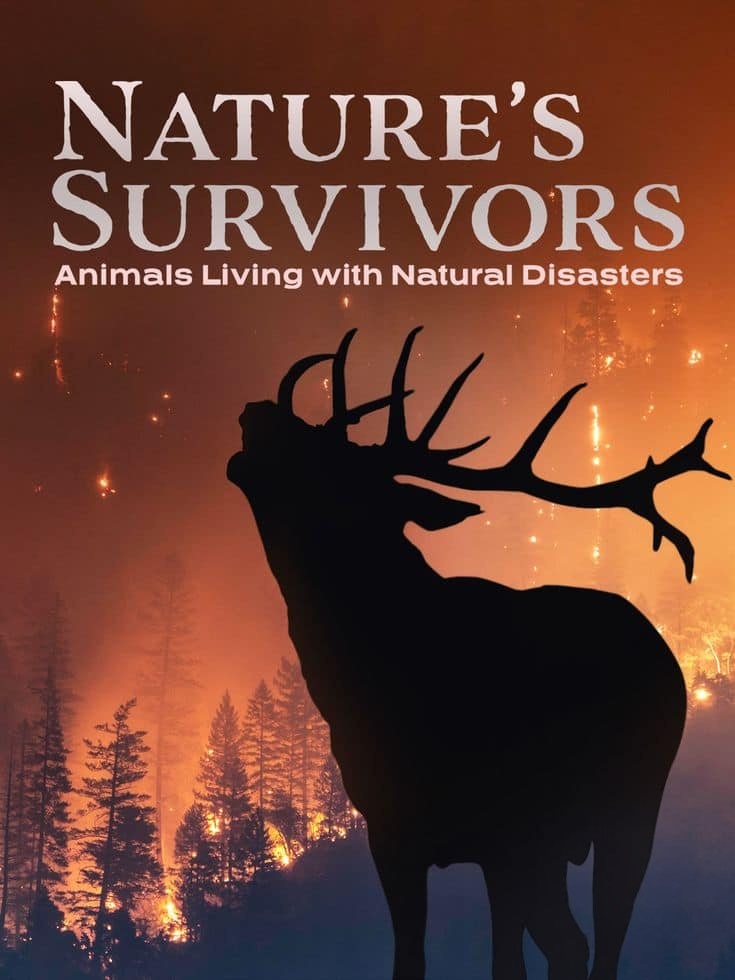 美国纪录片《自然幸存者 Natures Survivors 2024》英语中英双字 无水印纯净版 1080P/MKV/2.66G 灾难后的动物插图