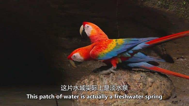 Curiosity纪录片《厄瓜多尔:狂野的一面 Ecuador: On the Wild Side 2024》全2集 英语中英双字 无水印纯净版 1080P/MKV/9.17G 原生态厄瓜多尔插图2 Curiosity纪录片《厄瓜多尔:狂野的一面 Ecuador: On the Wild Side 2024》全2集 英语中英双字 无水印纯净版 1080P/MKV/9.17G 原生态厄瓜多尔插图2