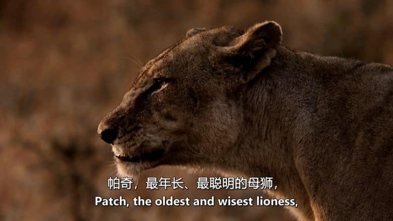 国家地理《卡塔维 – 非洲的堕落天堂 Katavi – Africa’s Fallen Paradise 2024》全3集 英语中英双字 无水印纯净版 1080P/MKV/12.3G插图3