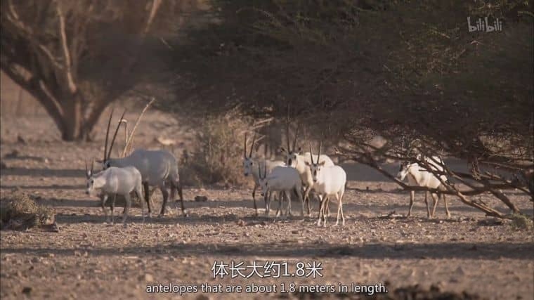 美国纪录片《沙漠生存者:阿拉伯狼 Desert Survivors: The Arabian Wolf 2016》英语中英双字 1080P/MP4/1.31G 阿拉伯狼插图2 美国纪录片《沙漠生存者:阿拉伯狼 Desert Survivors: The Arabian Wolf 2016》英语中英双字 1080P/MP4/1.31G 阿拉伯狼插图2