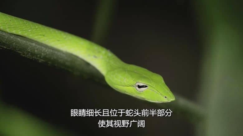 新加坡纪录片《野生城市：森林生物 Wild City: Forest Life 2019》英语多国字幕 无水印纯净版 1080P/MKV/2.45G 野生城市插图2