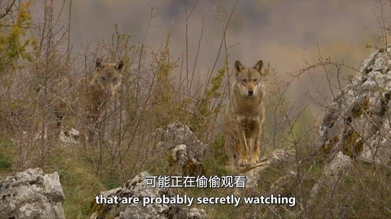 意大利纪录片《野性意大利:顶级掠食者 Wild Italy:Top Predators 2014》第一季全6集 英语中英双字 无水印纯净版 1080P/MKV/16.3G 野性意大利插图1 意大利纪录片《野性意大利:顶级掠食者 Wild Italy:Top Predators 2014》第一季全6集 英语中英双字 无水印纯净版 1080P/MKV/16.3G 野性意大利插图1