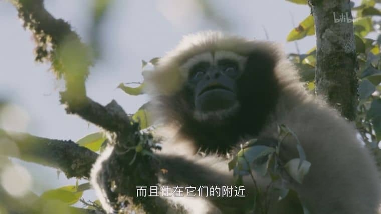 国产纪录片《天行情歌 A Song for Love 2020》国语中字 1080P/MP4/1.27G 中国自然生态插图4