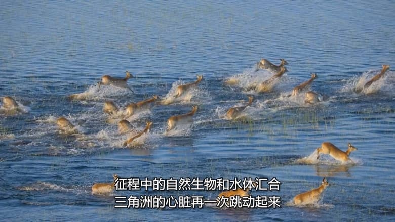 迪士尼纪录片《万象之家 Elephant 2020》多国语言多国字幕 无水印纯净版 720P/MKV/8.14G 大象迁徙插图1 迪士尼纪录片《万象之家 Elephant 2020》多国语言多国字幕 无水印纯净版 720P/MKV/8.14G 大象迁徙插图1