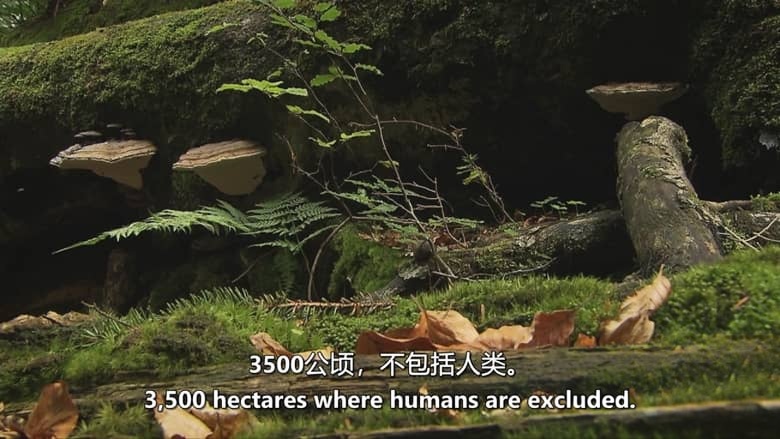 美国纪录片《温柔的巨人 Gentle Giant 2018》英语中英双字 无水印纯净版 1080P/MKV/4.37G 阿尔卑斯山生态插图4