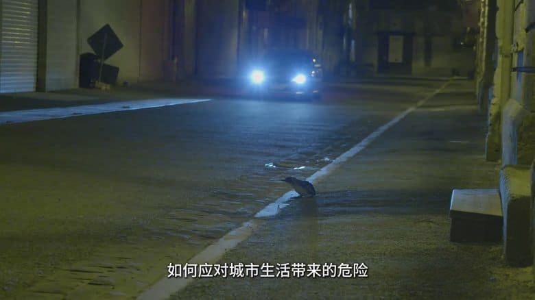 新西兰纪录片《探秘企鹅王国 Penguin Central 2019》国语中字 无水印纯净版 4K超清/2160P/MKV/1.1G 新西兰企鹅王国插图2