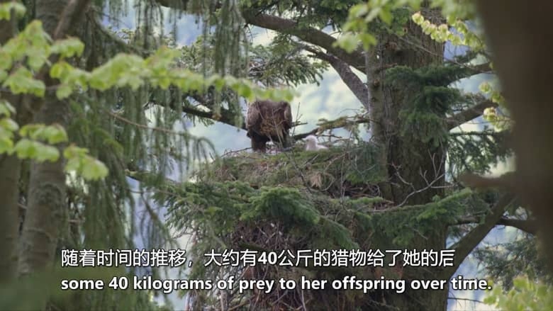 德国纪录片《山中之王:金雕 King of the Mountains:Golden Eagle 2015》英语中英双字 无水印纯净版 1080P/MKV/3.34G 金雕插图6 德国纪录片《山中之王:金雕 King of the Mountains:Golden Eagle 2015》英语中英双字 无水印纯净版 1080P/MKV/3.34G 金雕插图6