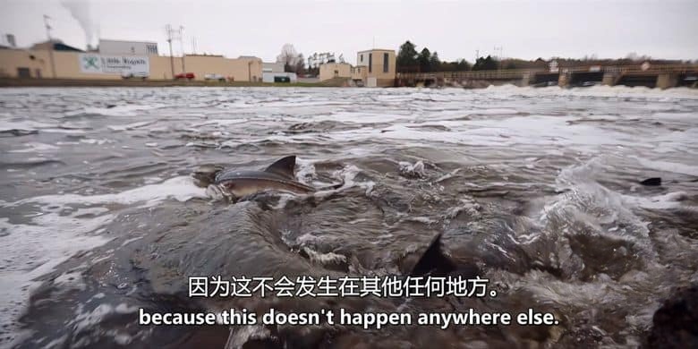 美国纪录片《濒危远古大鱼 Saving the Dinosaur Fish 2020》英语中英双字 无水印纯净版 1080P/MKV/2.94G 濒危鲟鱼插图6 美国纪录片《濒危远古大鱼 Saving the Dinosaur Fish 2020》英语中英双字 无水印纯净版 1080P/MKV/2.94G 濒危鲟鱼插图6