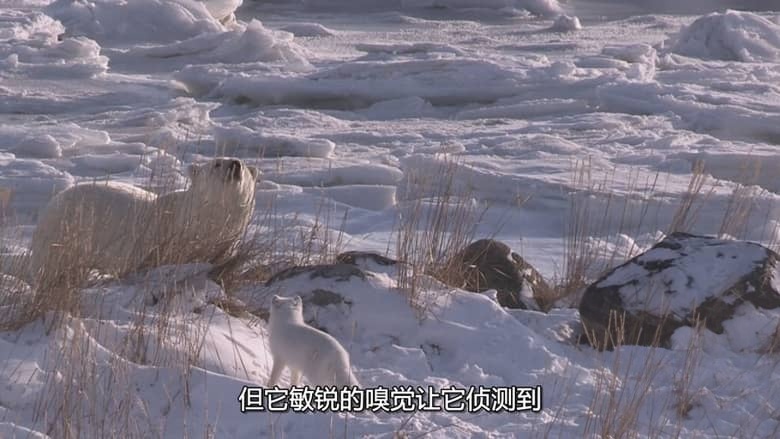 国家地理《北极熊王国 Kingdom of the Polar Bears 2021》全2集 多国语言多国字幕 无水印纯净版 720P/MKV/3.5G 北极熊插图1 国家地理《北极熊王国 Kingdom of the Polar Bears 2021》全2集 多国语言多国字幕 无水印纯净版 720P/MKV/3.5G 北极熊插图1