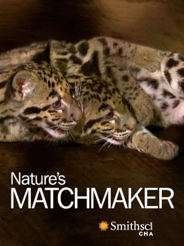 史密森尼频道《自然界的媒人 Nature’s Matchmaker 2011》英语中英双字 1080P/MP4/1.28G 人工繁殖插图 史密森尼频道《自然界的媒人 Nature’s Matchmaker 2011》英语中英双字 1080P/MP4/1.28G 人工繁殖插图
