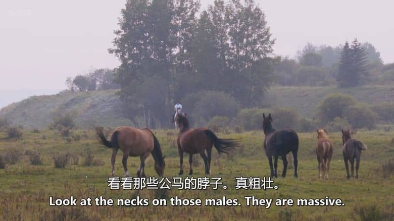 BBC纪录片《荒野奔马:落基山与我 Wild Horses, the Rockies and Me 2025》英语中英双字 无水印纯净版 1080P/MKV/1.14G 落基山野马插图3 BBC纪录片《荒野奔马:落基山与我 Wild Horses, the Rockies and Me 2025》英语中英双字 无水印纯净版 1080P/MKV/1.14G 落基山野马插图3