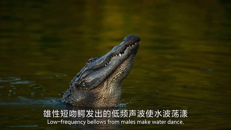 国家地理《荒野、智慧与致命杀机 Wild, Smart, and Deadly 2024》全6集 英语中英双字 无水印纯净版 1080P/MP4/2.89G 动物生存进化插图2