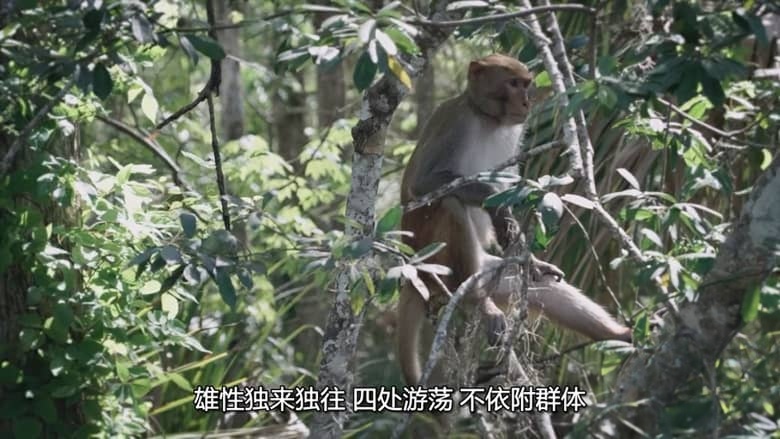 国家地理《美国动物百科 United States of Animals 2016》全12集 多国语言多国字幕 无水印纯净版 720P/MKV/10.8G 美国野生动物插图5