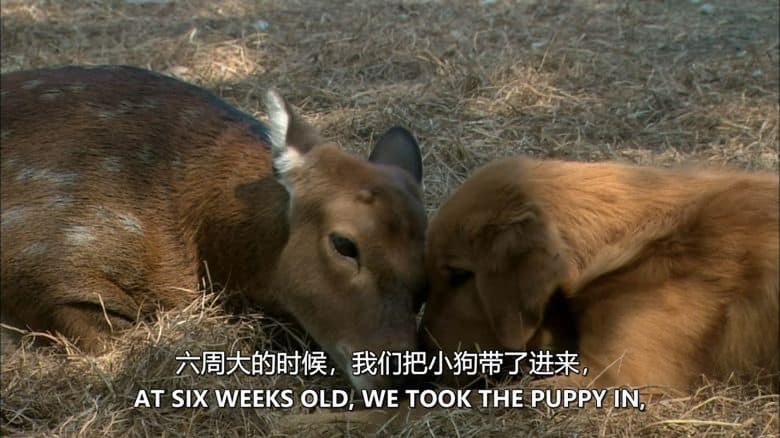 PBS纪录片《奇特的动物伙伴 Animal Odd Couples 2013》英语中英双字 无水印纯净版 1080P/MKV/4.57G 怪异动物伴侣插图4
