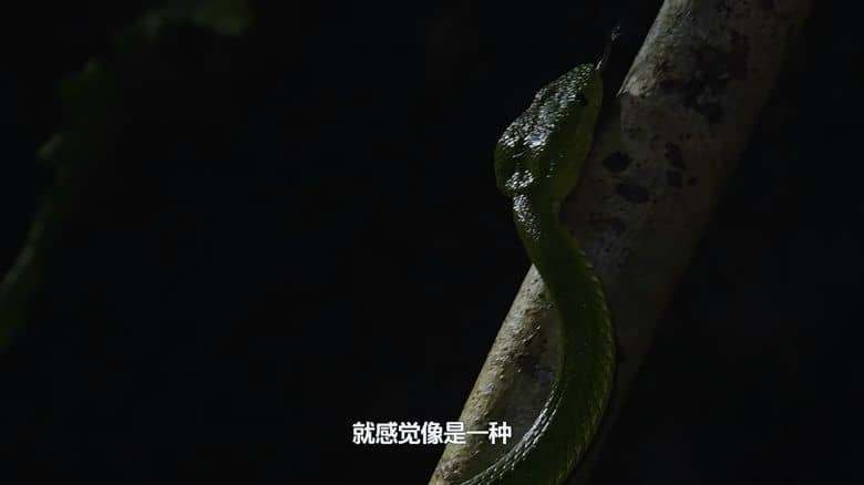 国产纪录片《野境求真 Dare For Truth 2024》全6集 国语中字 4K超清/2160P/MKV/12.9G 科普求生纪录片插图4