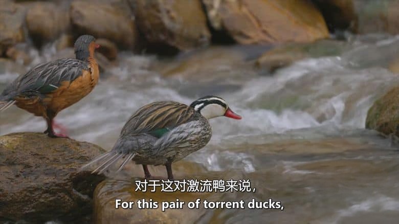 Curiosity纪录片《厄瓜多尔:狂野的一面 Ecuador: On the Wild Side 2024》全2集 英语中英双字 无水印纯净版 1080P/MKV/9.17G 原生态厄瓜多尔插图3 Curiosity纪录片《厄瓜多尔:狂野的一面 Ecuador: On the Wild Side 2024》全2集 英语中英双字 无水印纯净版 1080P/MKV/9.17G 原生态厄瓜多尔插图3
