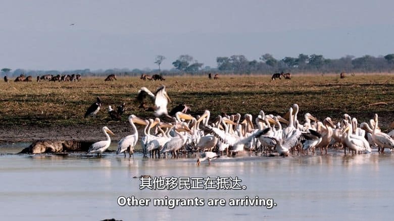 国家地理《卡塔维 – 非洲的堕落天堂 Katavi – Africa’s Fallen Paradise 2024》全3集 英语中英双字 无水印纯净版 1080P/MKV/12.3G插图5