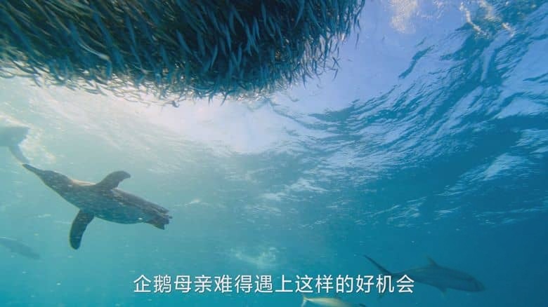 国家地理《企鹅秘境 Secrets of the Penguins 2025》全3集 英语中英双字 无水印纯净版 1080P/MKV/17.6G 企鹅之谜插图4 国家地理《企鹅秘境 Secrets of the Penguins 2025》全3集 英语中英双字 无水印纯净版 1080P/MKV/17.6G 企鹅之谜插图4