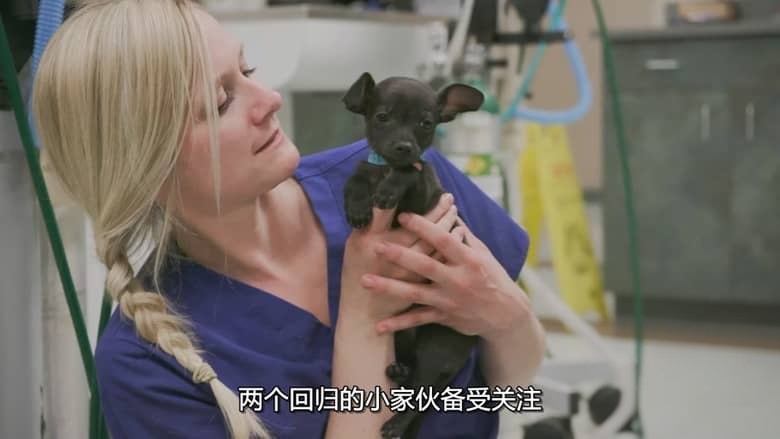 国家地理《落矶山动物救援行动 Rocky Mountain Animal Rescue 2018》全6集 多国语言多国字幕 无水印纯净版 720P/MKV/11G 动物救援插图5