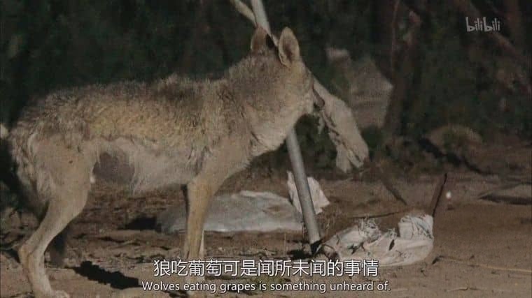 美国纪录片《沙漠生存者:阿拉伯狼 Desert Survivors: The Arabian Wolf 2016》英语中英双字 1080P/MP4/1.31G 阿拉伯狼插图4 美国纪录片《沙漠生存者:阿拉伯狼 Desert Survivors: The Arabian Wolf 2016》英语中英双字 1080P/MP4/1.31G 阿拉伯狼插图4