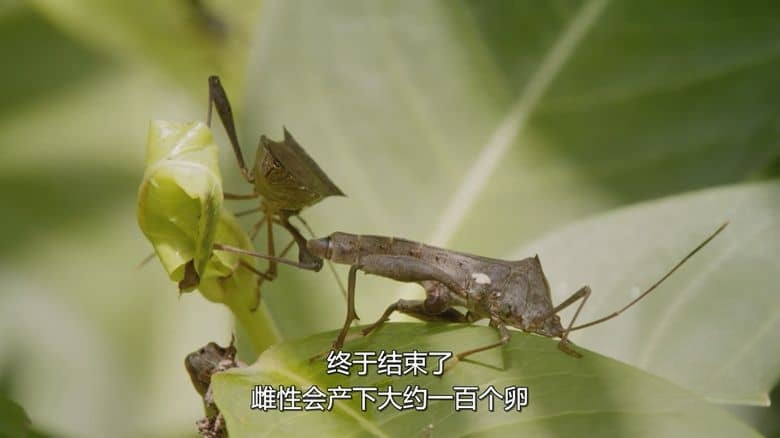 新加坡纪录片《野生城市：森林生物 Wild City: Forest Life 2019》英语多国字幕 无水印纯净版 1080P/MKV/2.45G 野生城市插图5