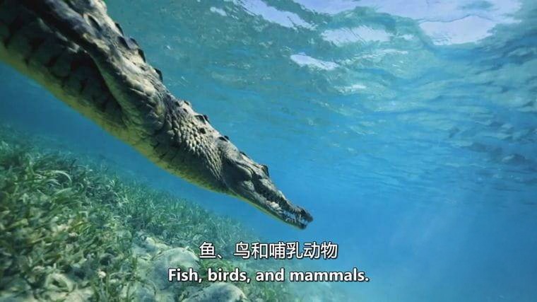 德国纪录片《狮子鱼：加勒比海新海盗 Lionfish: New Pirates of the Caribbean 2017》英语中英双字 无水印纯净版 1080P/MKV/4.56G 加勒比狮子鱼插图6