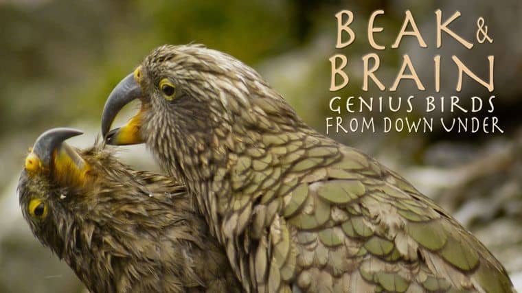 德国纪录片《喙与脑：使用工具的鸟类 Beak and Brain: Genius Birds from Down Under 2013》英语中英双字 1080P/MP4/1.44G 聪明的鸟类插图1