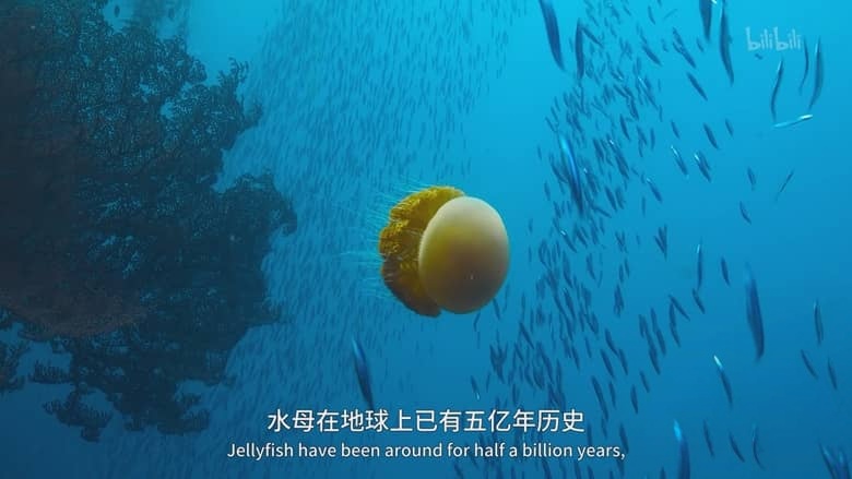 国家地理纪录片《贝尔蒂·格雷戈里：与动物零距离 Animals Up Close with Bertie Gregory 2023》第一季全6集 英语中英双字 4K超清/2160P/MKV/33.8G 动物零距离插图1