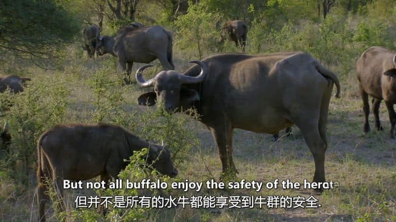 史密森尼频道《野性标志 Wildlife Icons 2015》全8集 英语中英双字 无水印纯净版 1080P/MKV/12.1G 非凡的野生动物插图4 史密森尼频道《野性标志 Wildlife Icons 2015》全8集 英语中英双字 无水印纯净版 1080P/MKV/12.1G 非凡的野生动物插图4