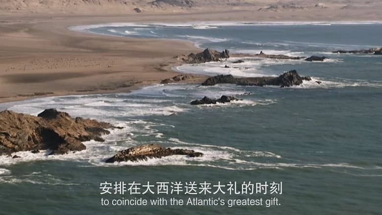 国家地理纪录片《非洲致命国度 Africa’s Deadly Kingdom 2018》全6集 英语中英双字 4K超清/2160P/MP4/7.48G 致命非洲插图5