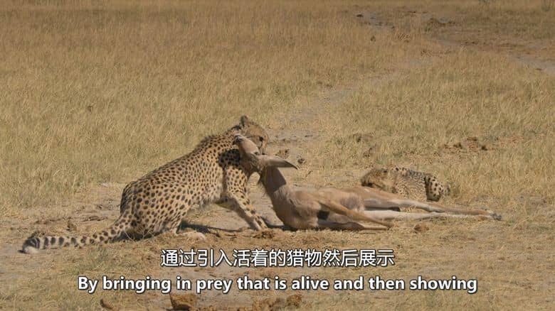BBC纪录片《大猫全实录 Big Cats 24/7 2025》第二季全3集 英语中英双字 无水印纯净版 1080P/MKV/10.6G 猫科动物插图5 BBC纪录片《大猫全实录 Big Cats 24/7 2025》第二季全3集 英语中英双字 无水印纯净版 1080P/MKV/10.6G 猫科动物插图5