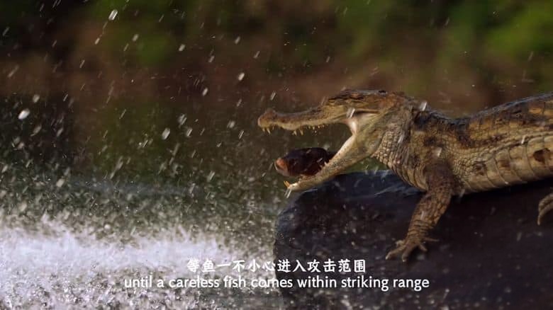 国家地理《蟒蛇：沉默杀手 Anaconda: Silent Killer 2014》英语中英双字 4K超清/2160P/MP4/1.49G 蟒蛇纪录片插图1