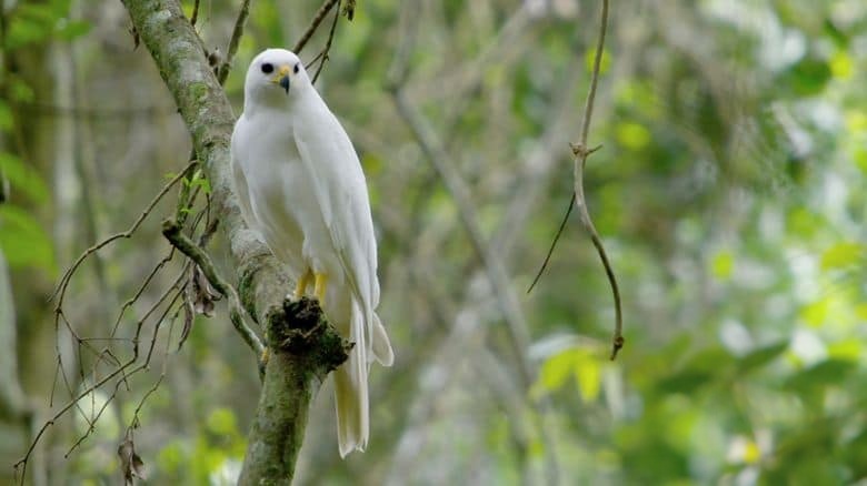 美国纪录片《澳洲野鸟 Wild Birds of Australia 2016》全4集 英语中英双字 无水印纯净版 1080P/MKV/7G 澳大利亚鸟类插图3 美国纪录片《澳洲野鸟 Wild Birds of Australia 2016》全4集 英语中英双字 无水印纯净版 1080P/MKV/7G 澳大利亚鸟类插图3