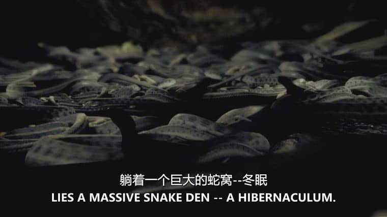 探索频道《害虫入侵！Infested! 2011》全3集 英语中英双字 无水印纯净版 1080P/MKV/6.35G 昆虫入侵插图3