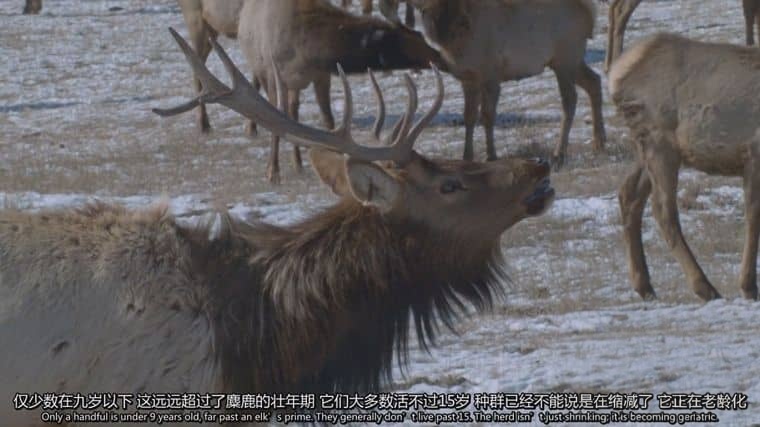 史密森尼频道《黄石公园之谜 Mystery in Yellowstone 2015》英语中英双字 1080P/MP4/1.27G 黄石公园插图2