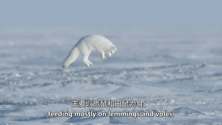 BBC纪录片《雪地动物 Snow Animals 2019》英语中英双字 无水印纯净版 1080P/MKV/1.03G 雪地动物插图7 BBC纪录片《雪地动物 Snow Animals 2019》英语中英双字 无水印纯净版 1080P/MKV/1.03G 雪地动物插图7