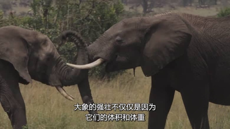 国家地理《动物大对决 Animal Showdown 2018》全6集 多国语言多国字幕 无水印纯净版 720P/MKV/1.13G 动物短片插图3