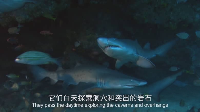 国家地理纪录片《非洲致命国度 Africa’s Deadly Kingdom 2018》全6集 英语中英双字 4K超清/2160P/MP4/7.48G 致命非洲插图6