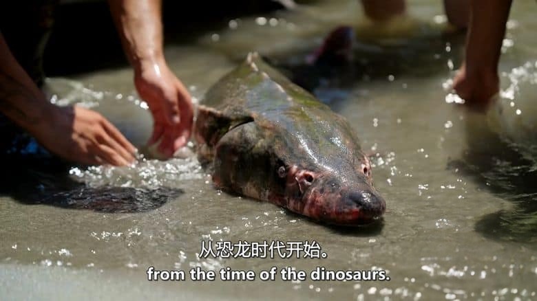 PBS纪录片《改变地球：河流修复 Changing Planet: Rivers Restoring 2025》英语中英双字 无水印纯净版 1080P/MKV/5.99G 河流修复插图2
