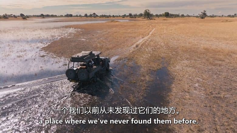 BBC纪录片《大猫全实录 Big Cats 24/7 2025》第二季全3集 英语中英双字 无水印纯净版 1080P/MKV/10.6G 猫科动物插图6 BBC纪录片《大猫全实录 Big Cats 24/7 2025》第二季全3集 英语中英双字 无水印纯净版 1080P/MKV/10.6G 猫科动物插图6