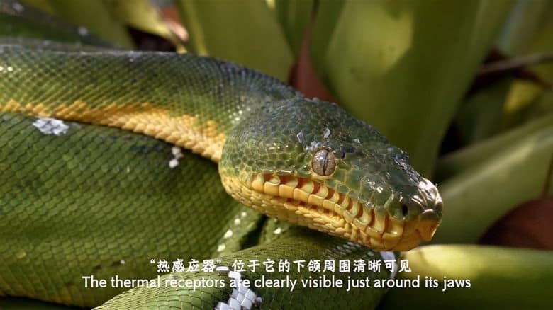 国家地理《蟒蛇：沉默杀手 Anaconda: Silent Killer 2014》英语中英双字 4K超清/2160P/MP4/1.49G 蟒蛇纪录片插图2